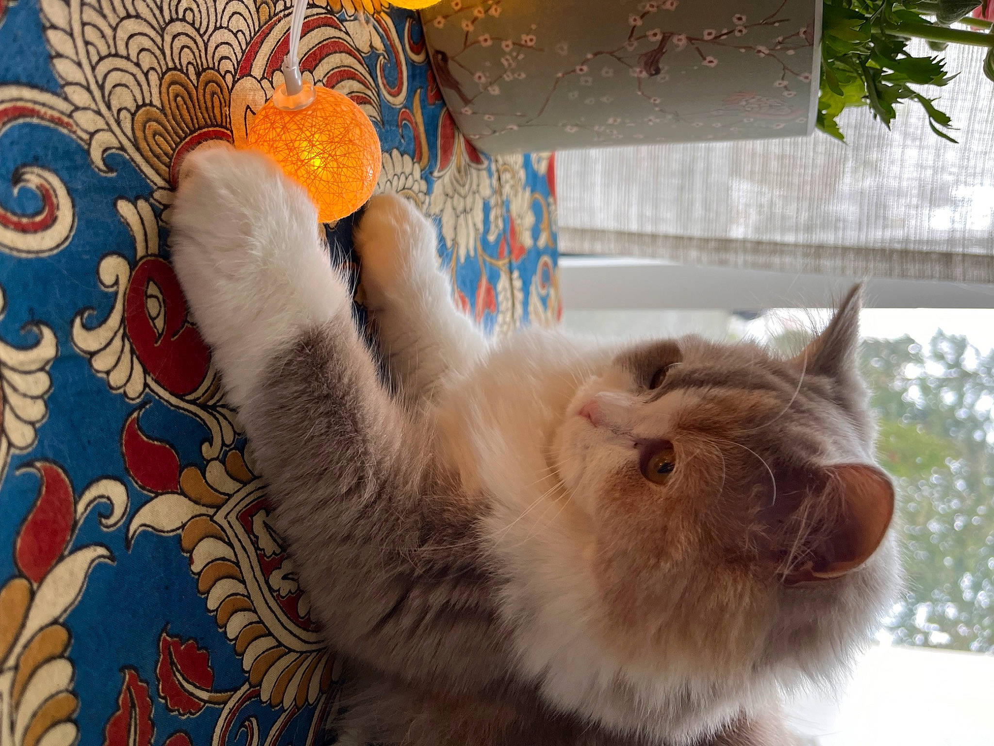 Duchesse a rejoint le concours — aidez-le/la à gagner de superbes lots ! art, carnivore, cat, claw, domestic_short_haired_cat, fawn, felidae, foot, fur, gesture, human_leg, mammal, pattern, paw, plant, small_to_medium_sized_cats, tail, tree, visual_arts, whiskers