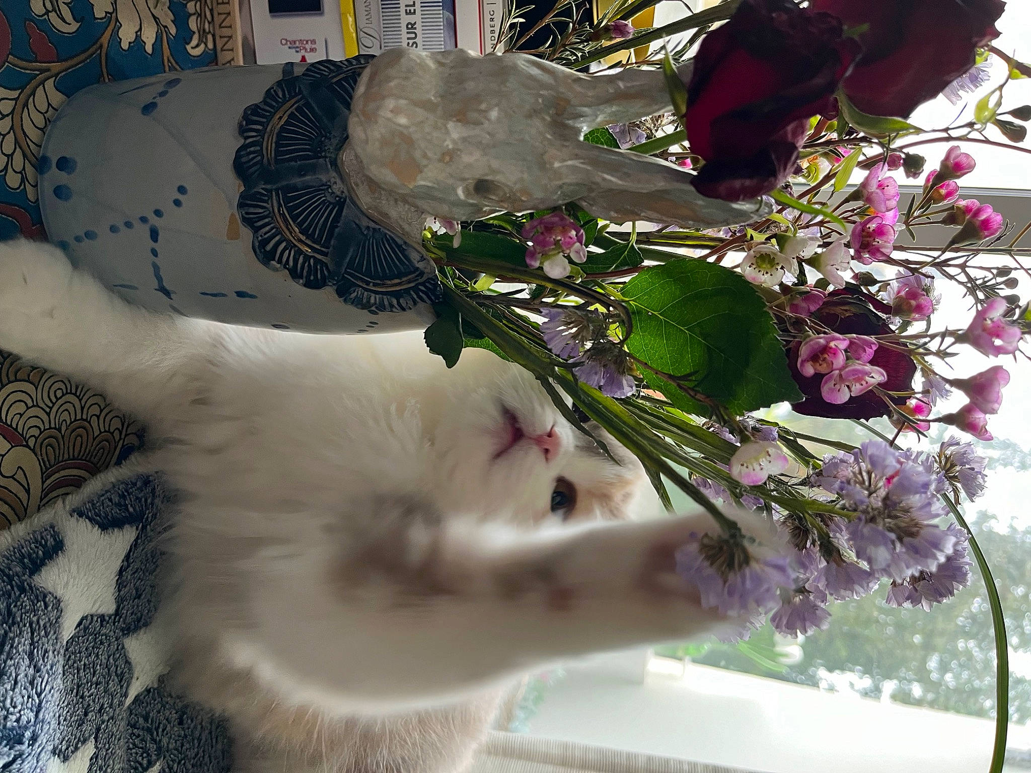 Duchesse a rejoint le concours — aidez-le/la à gagner de superbes lots ! art, artificial_flower, bouquet, carnivore, cat, cut_flowers, felidae, floral_design, flower, flower_arranging, flowering_plant, glass, green, herbaceous_plant, petal, plant, small_to_medium_sized_cats, tail, water, whiskers