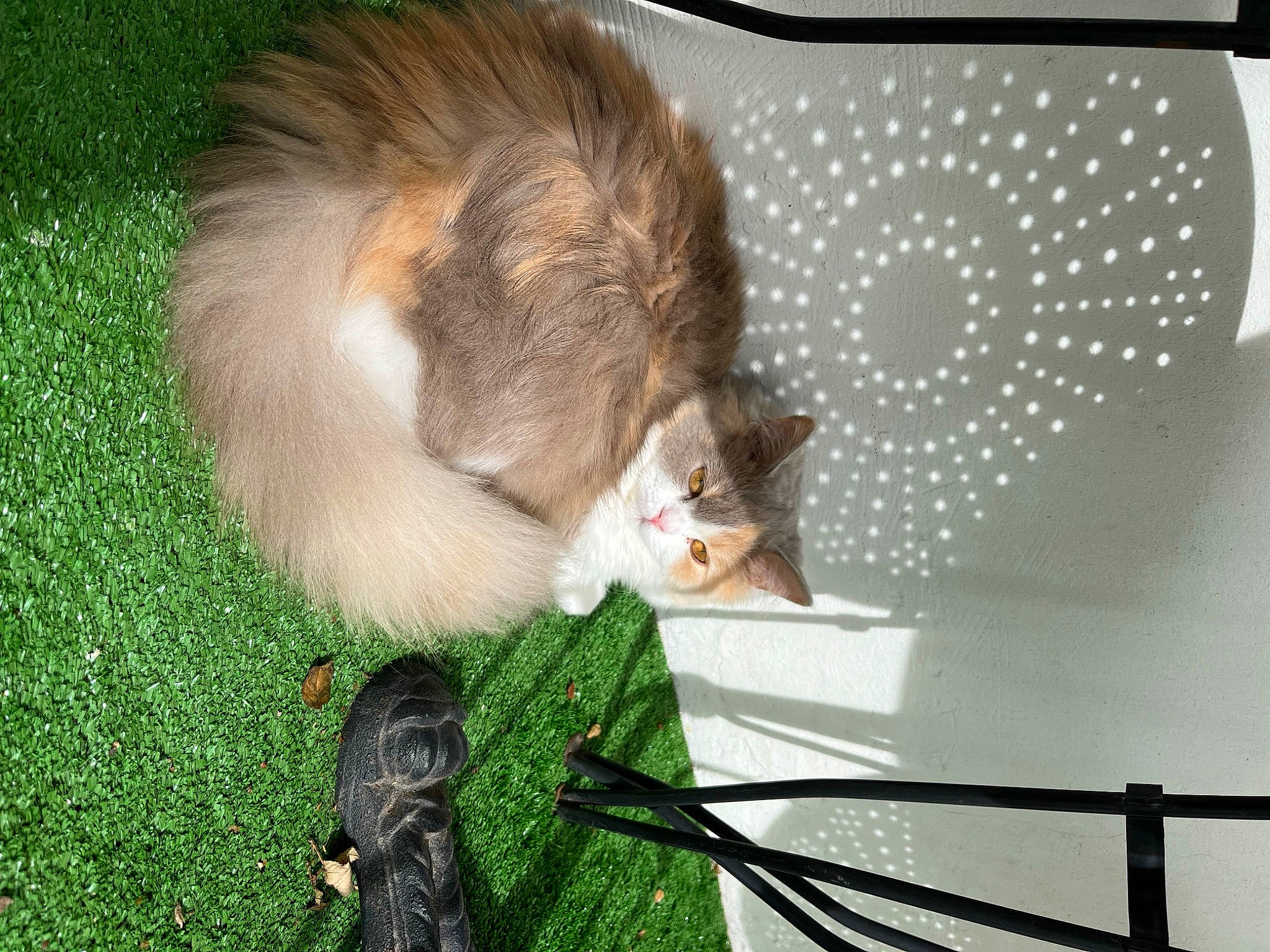 Duchesse a rejoint le concours — aidez-le/la à gagner de superbes lots ! carnivore, cat, collar, companion_dog, dog_breed, domestic_short_haired_cat, fawn, felidae, fur, grass, pet_supply, scotch_collie, small_to_medium_sized_cats, spitz, sporting_group, tail, whiskers