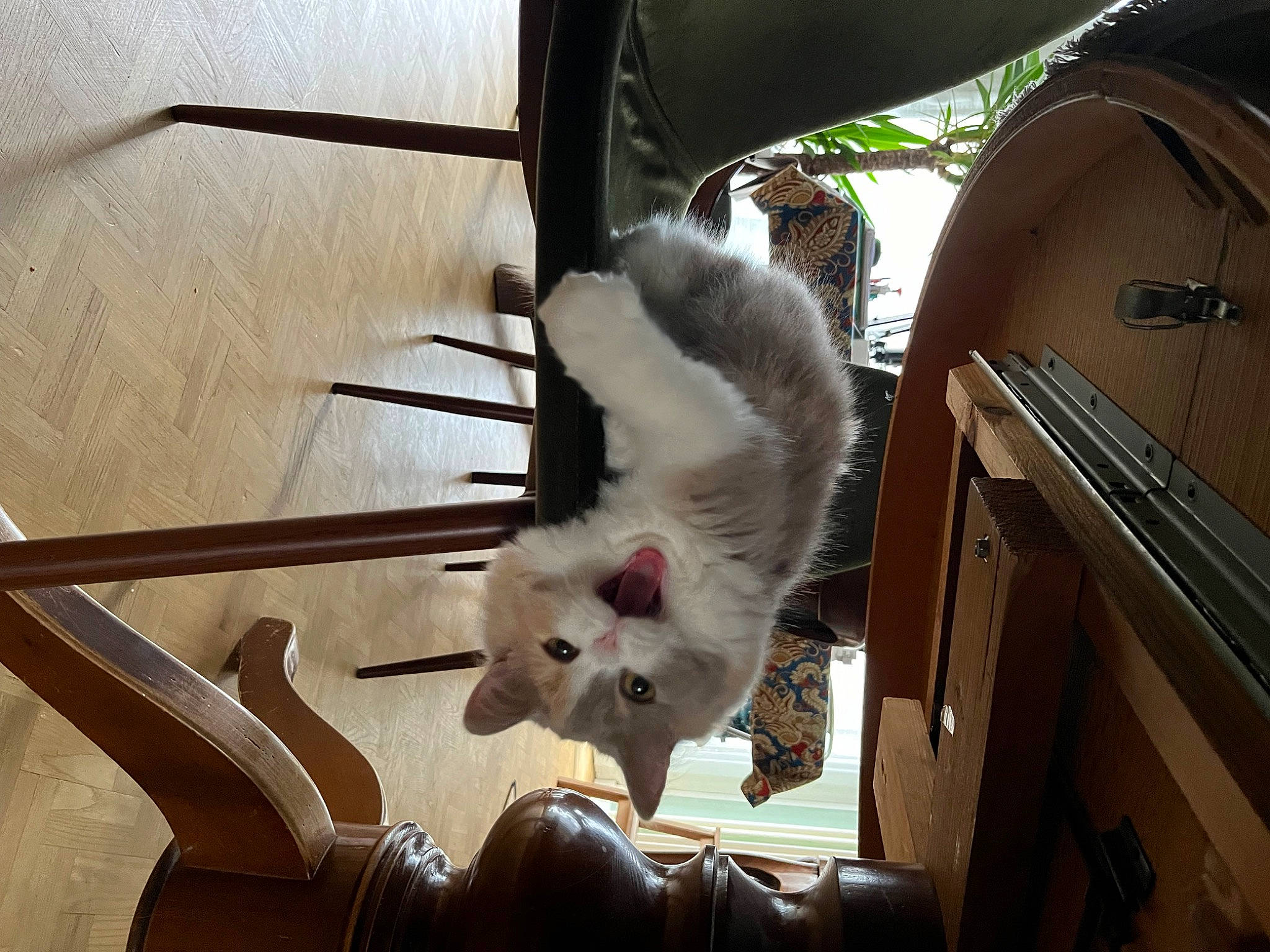 Duchesse participe au concours pour gagner de l'argent avec cette photo : animal_shelter, carnivore, cat, chair, domestic_short_haired_cat, fawn, felidae, fur, hardwood, machine, metal, paw, room, small_to_medium_sized_cats, snout, tail, whiskers, wood