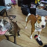 dogs, two_dogs, pet, animal, portrait, indoor, home, living_room, wood_floor, smiling, happy, standing, sitting, collar, leash, brown_dog, gray_dog, white_chest, slippers, household_clutter