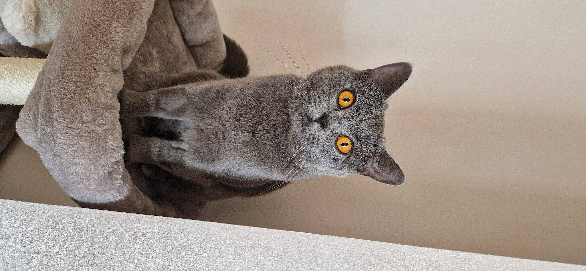 Bluebelle is registered to the contest to win money with this photo: art, black_cat, carnivore, cat, domestic_short_haired_cat, felidae, fur, grey, russian_blue, small_to_medium_sized_cats, snout, tail, whiskers, window