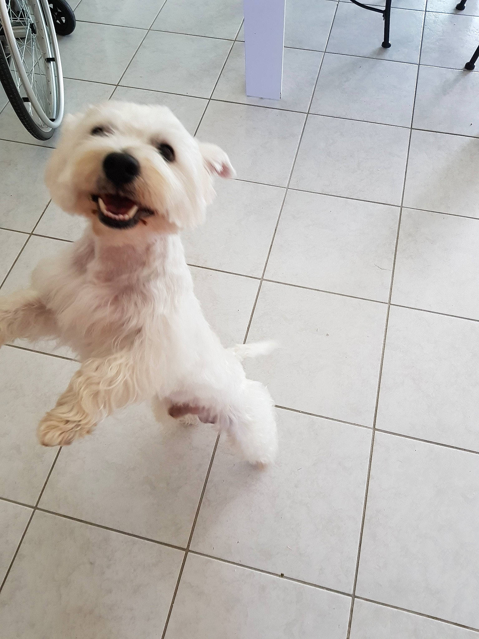 Montchy participe au concours pour gagner de l'argent avec cette photo : canidae, carnivore, companion_dog, dog, dog_breed, irish_soft_coated_wheaten_terrier, maltese, mammal, miniature_schnauzer, non_sporting_group, puppy, rare_breed_dog, schnauzer, schnoodle, small_terrier, snout, sporting_lucas_terrier, terrier, vertebrate, west_highland_white_terrier