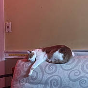 Buddy is registered to the contest to win money with this photo: cat, sleeping, couch, furniture, indoor, relaxing, patterned_fabric, animal, pet, resting, cozy, home, domestic, whiskers, tail, paw, fur, head, wall, light_switch