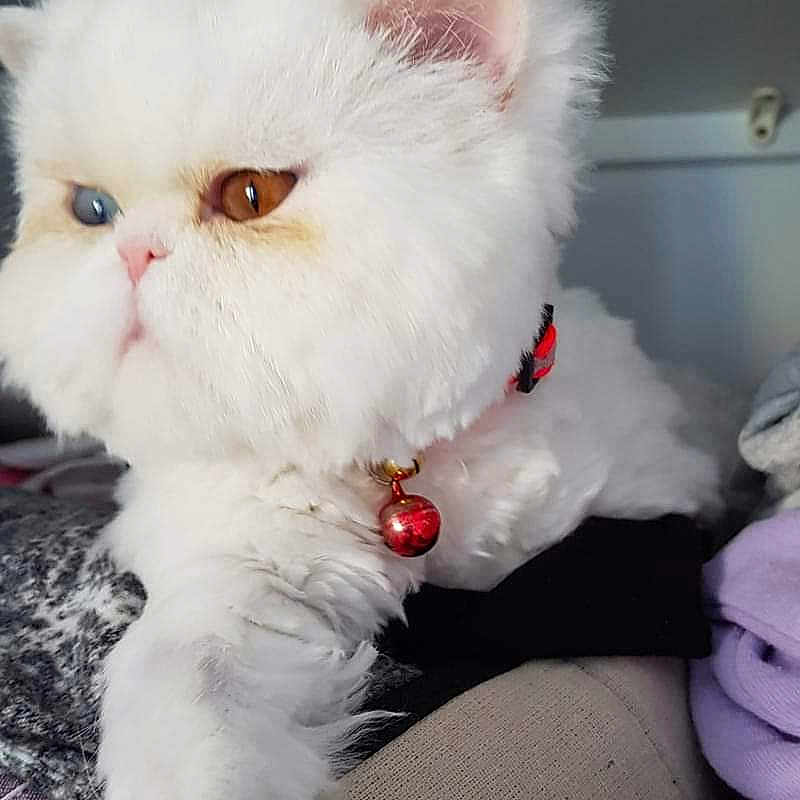 Nougatine a rejoint le concours — aidez-le/la à gagner de superbes lots ! amber_eye, animal, bell, blue_eye, cat, closeup, collar, cozy, cute, domestic_animal, feline, fluffy, fur, heterochromia, indoor, paw, pet, portrait, stretching, white_cat