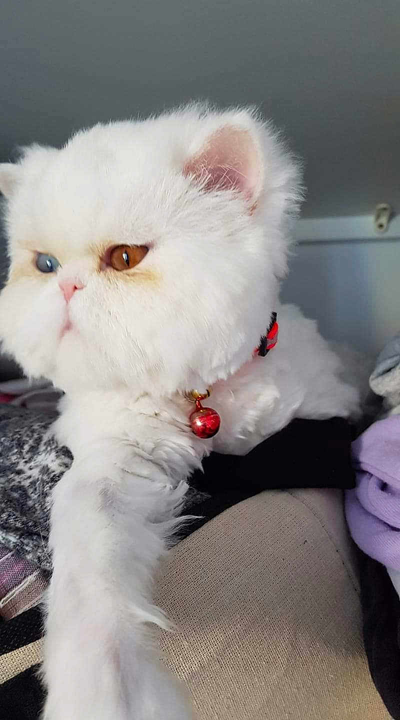 Nougatine a rejoint le concours — aidez-le/la à gagner de superbes lots ! cat, white_cat, fluffy, heterochromia, blue_eye, amber_eye, pet, collar, bell, indoor, cozy, stretching, fur, cute, animal, closeup, paw, portrait, domestic_animal, feline