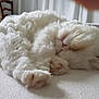 Nougatine a rejoint le concours — aidez-le/la à gagner de superbes lots ! cat, sleeping, fluffy, white, pet, cute, cozy, indoor, fur, paw, nose, animal, resting, soft, relaxation, closeup, bed, domestic, feline, peaceful