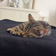 Ava participe au concours pour gagner de l'argent avec cette photo : animal, blanket, cat, cozy, cute, decor, fur, furniture, indoor, kitten, modern, paw, peaceful, pet, resting, sleeping, soft, tabby, vase, whiskers