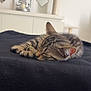 animal, blanket, cat, cozy, cute, decor, fur, furniture, indoor, kitten, modern, paw, peaceful, pet, resting, sleeping, soft, tabby, vase, whiskers