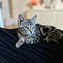 Ava a rejoint le concours — aidez-le/la à gagner de superbes lots ! animal, blanket, cat, cozy, cute, ears, eyes, feline, fur, indoor, kitten, lying_down, mammal, pet, portrait, relaxed, resting, soft_focus, tabby, whiskers