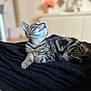 Ava participe au concours pour gagner de l'argent avec cette photo : animal, black_blanket, blurred_background, cat, cozy, curious, cute, domestic_animal, feline, focused, fur, indoor, kitten, lying_down, pet, soft, striped, tabby, whiskers, young