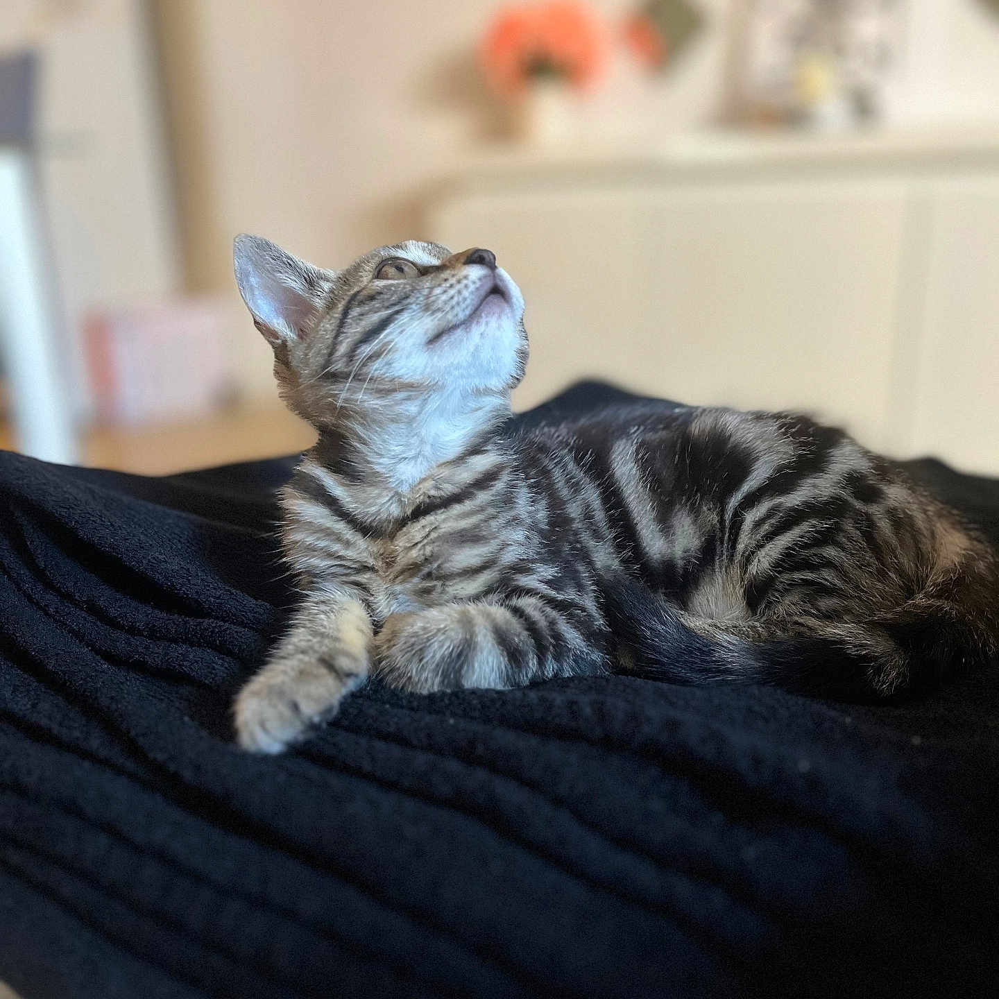 Ava participe au concours pour gagner de l'argent avec cette photo : animal, black_blanket, blurred_background, cat, cozy, curious, cute, domestic_animal, feline, focused, fur, indoor, kitten, lying_down, pet, soft, striped, tabby, whiskers, young