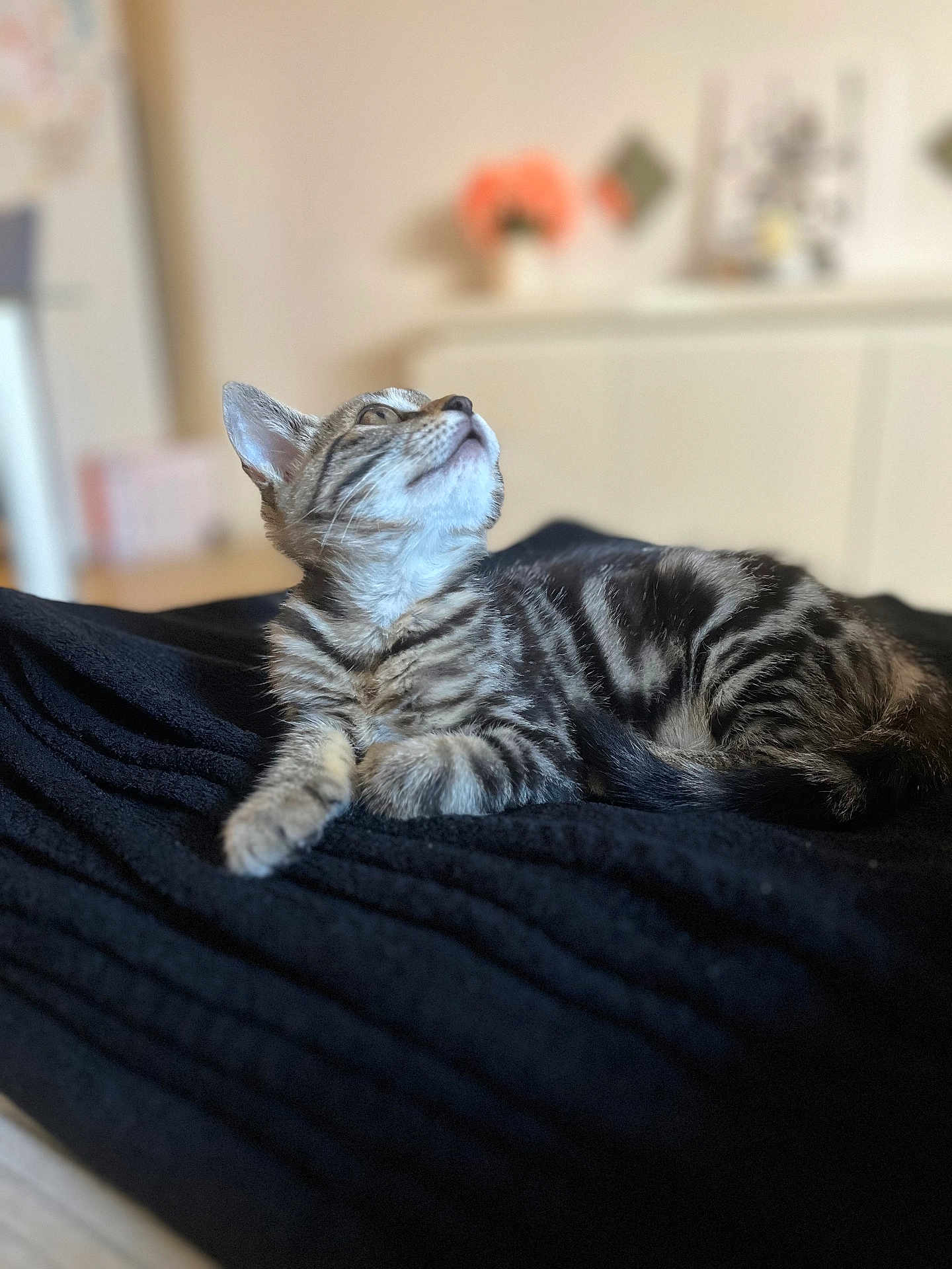 Ava