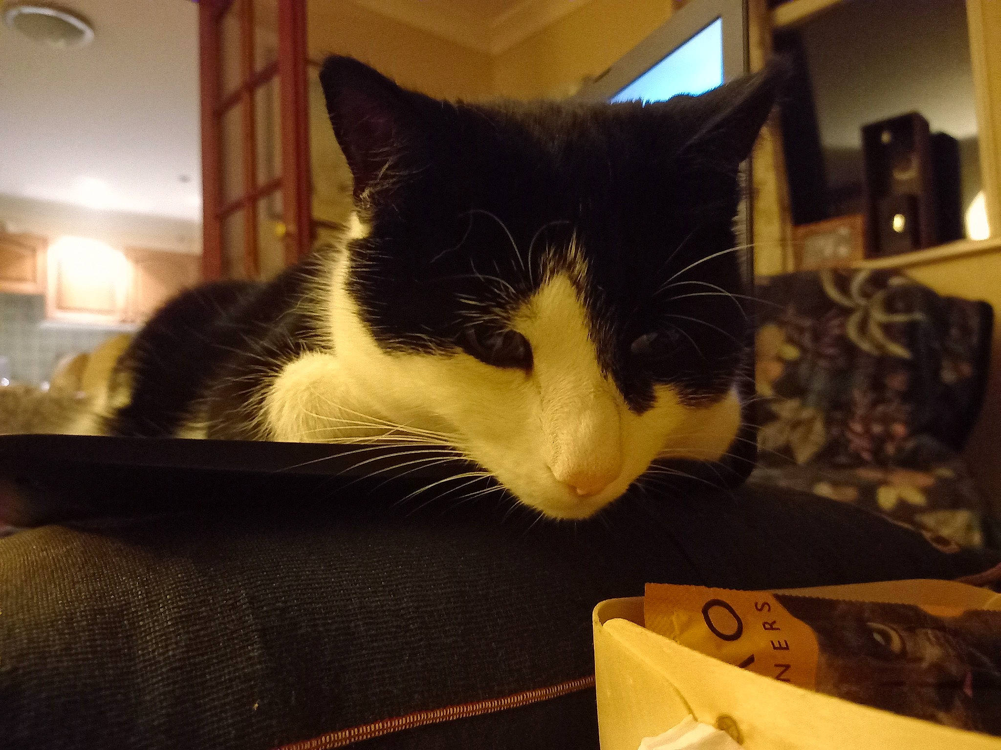 Mikey joined the competition — help win amazing prizes! carmine, carnivore, cat, comfort, domestic_short_haired_cat, felidae, fur, packaging_and_labeling, paper_product, paw, publication, rectangle, room, shipping_box, small_to_medium_sized_cats, snout, tail, whiskers, window