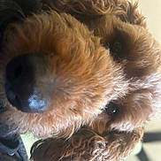 Cali joined the competition — help win amazing prizes! dog, close_up, curly_hair, brown_fur, pet, animal, nose, eyes, cute, furry, indoors, portrait, face, canine, mammal, friend, companion, fluffy, snout, adorable
