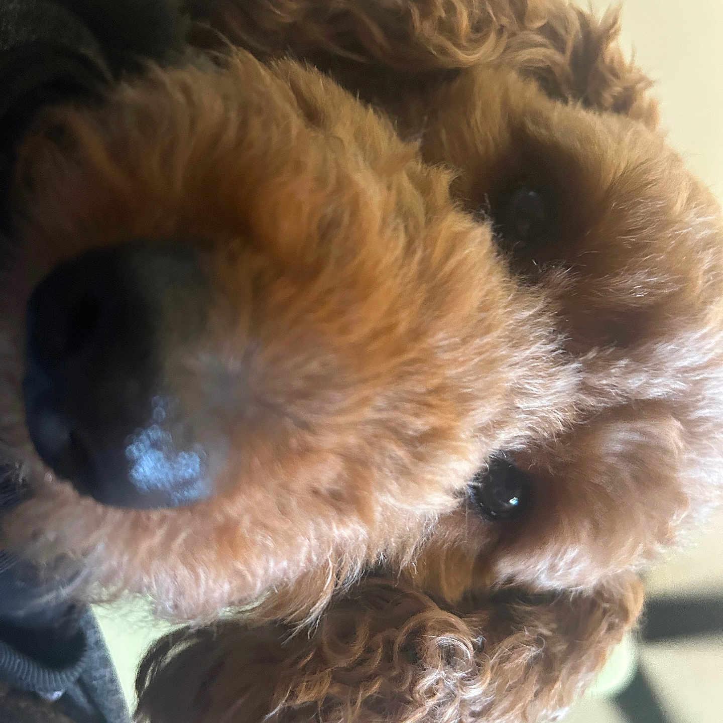Cali joined the competition — help win amazing prizes! adorable, animal, brown_fur, canine, close_up, companion, curly_hair, cute, dog, eyes, face, fluffy, friend, furry, indoors, mammal, nose, pet, portrait, snout