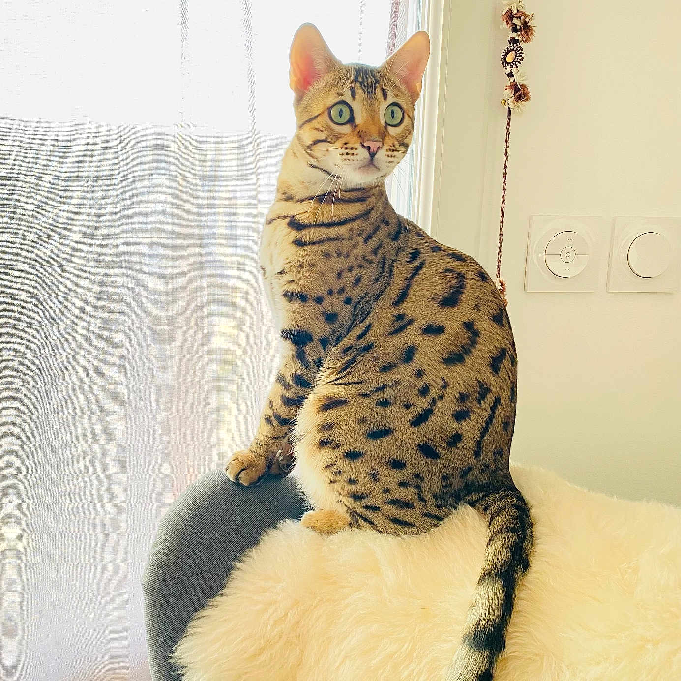 Twist Again a rejoint le concours — aidez-le/la à gagner de superbes lots ! animal, blanket, cat, chair, curtains, domestic_animal, ears, feline, fluffy, fur, green_eyes, indoor, light, looking_away, pet, sitting, spotted_cat, tail, whiskers, window