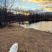 Luna joined the competition — help win amazing prizes! dog, white_dog, outdoor, pond, sunset, grass, bare_trees, sky, clouds, water, reflection, nature, canine, animal, leash, peaceful, serene, landscape, winter, twilight