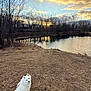 dog, white_dog, outdoor, pond, sunset, grass, bare_trees, sky, clouds, water, reflection, nature, canine, animal, leash, peaceful, serene, landscape, winter, twilight
