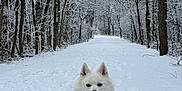 Luna joined the competition — help win amazing prizes! dog, snow, winter, forest, trees, path, outdoor, animal, canine, white_dog, cold, nature, smiling, fur, sitting, landscape, seasonal, quiet, scenic, happy