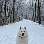 dog, snow, winter, forest, trees, path, outdoor, animal, canine, white_dog, cold, nature, smiling, fur, sitting, landscape, seasonal, quiet, scenic, happy