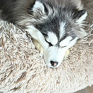 Milan is registered to the contest to win money with this photo: adorable, animal, closeup, cozy, cushion, cute, dog, domestic, fluffy, fur, husky, indoors, napping, peaceful, pet, puppy, resting, sleeping, soft, wooden_floor