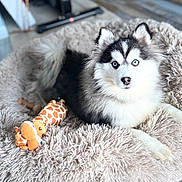 Milan joined the competition — help win amazing prizes! dog, husky, puppy, blue_eyes, plush_toy, giraffe, dog_bed, fur, indoor, wooden_floor, pet, animal, cute, lying_down, cozy, toy, floor, household, pet_bed, furniture