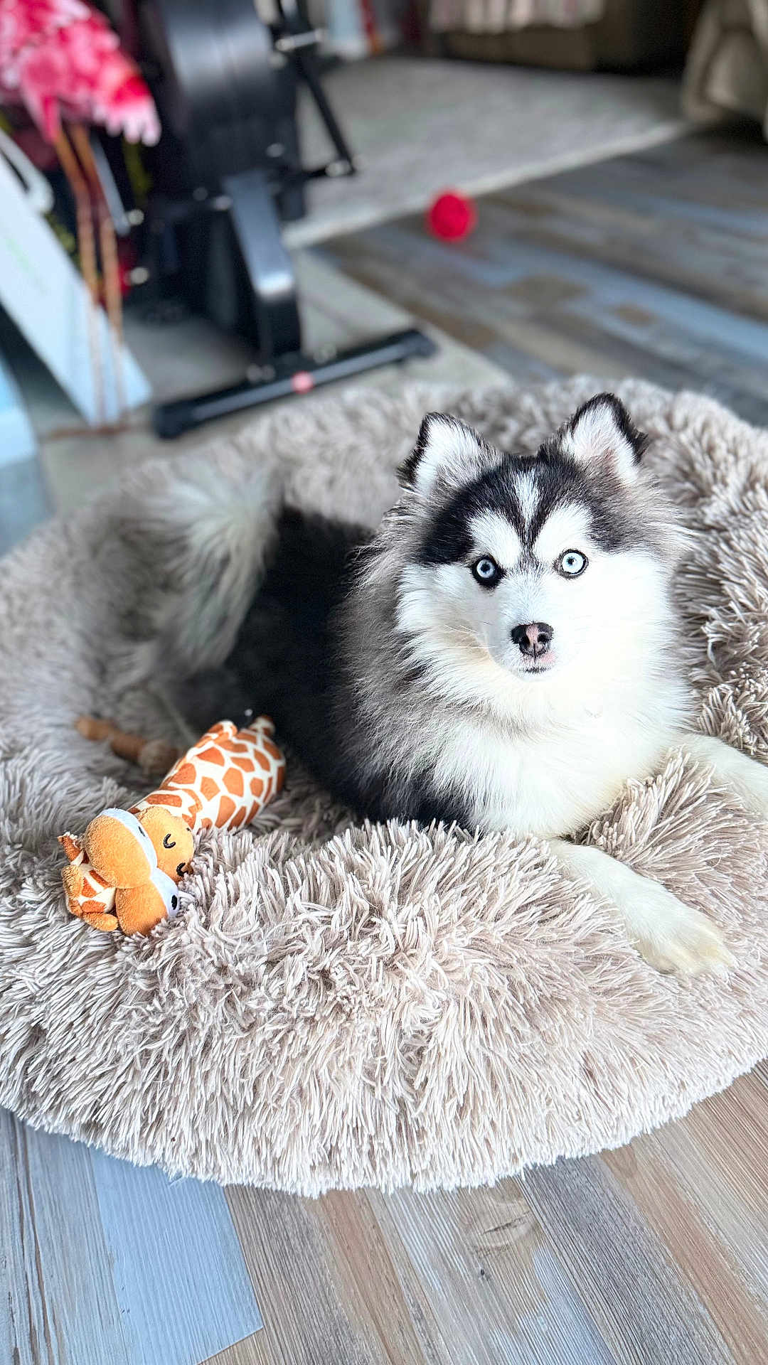 Milan joined the competition — help win amazing prizes! dog, husky, puppy, blue_eyes, plush_toy, giraffe, dog_bed, fur, indoor, wooden_floor, pet, animal, cute, lying_down, cozy, toy, floor, household, pet_bed, furniture