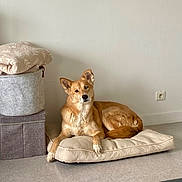 Callie participe au concours pour gagner de l'argent avec cette photo : animal, basket, blanket, canine, curious, cushion, dog, ears, floor, fur, home, indoor, minimalist, neutral_colors, paw, pet, relaxed, resting, tail, wall_socket