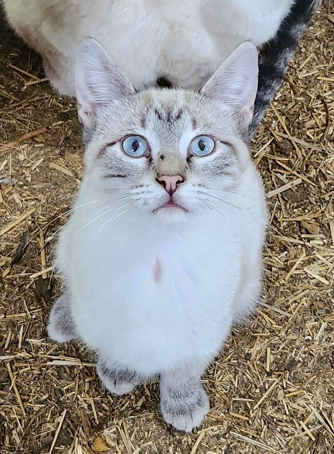 Micha Bell is registered to the contest to win money with this photo: carnivore, cat, domestic_short_haired_cat, event, eye, fawn, felidae, fur, grass, groundcover, head, plant, small_to_medium_sized_cats, snout, soil, tail, terrestrial_animal, tree, whiskers, wildlife