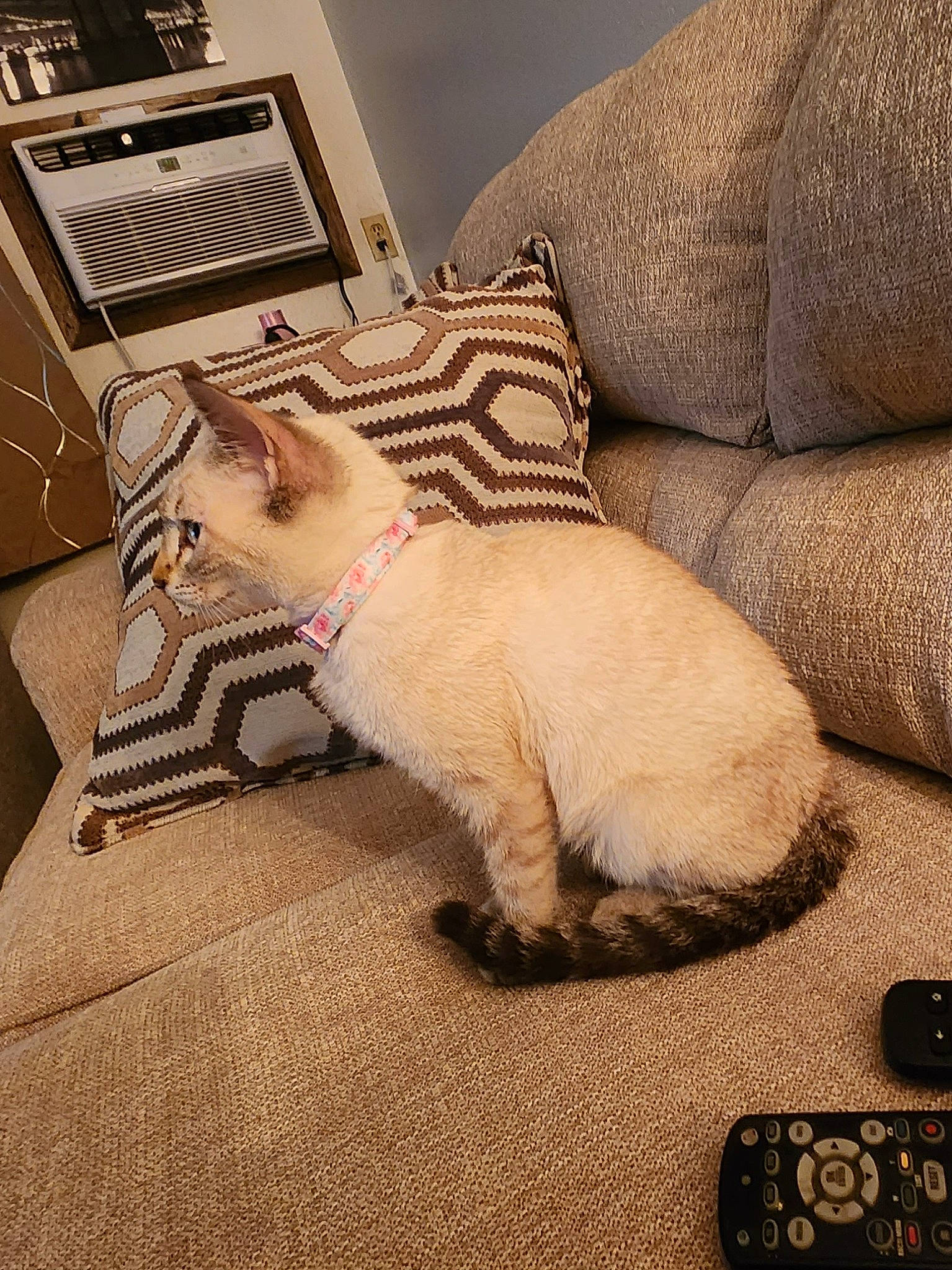 Micha Bell is registered to the contest to win money with this photo: bedding, carnivore, cat, comfort, couch, domestic_short_haired_cat, electronic_device, fawn, felidae, flooring, fur, human_leg, laptop, linens, office_equipment, paw, personal_computer, small_to_medium_sized_cats, tail, whiskers