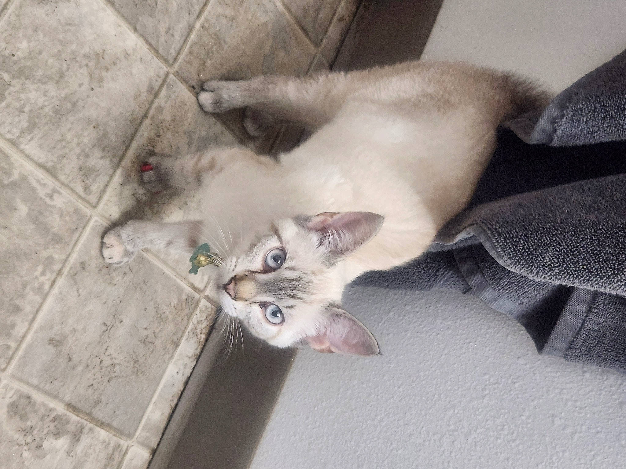 Micha Bell is registered to the contest to win money with this photo: carnivore, cat, comfort, domestic_short_haired_cat, fawn, felidae, flooring, fur, grey, hardwood, paw, small_to_medium_sized_cats, snout, tail, thai, whiskers, wood