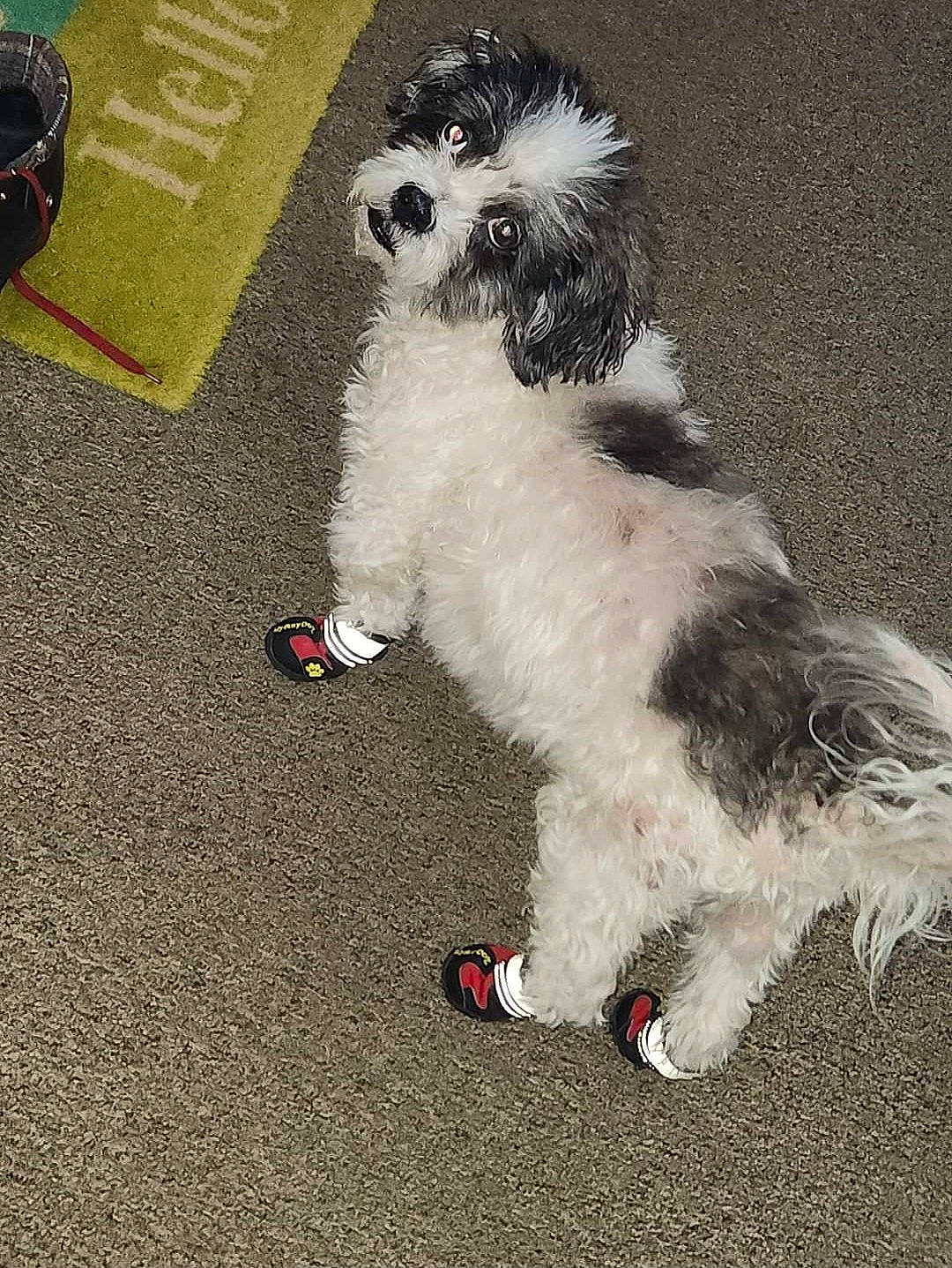 Scooby Doo joined the competition — help win amazing prizes! canidae, carmine, carnivore, companion_dog, dog, dog_breed, dog_supply, foot, fur, non_sporting_group, paw, puppy_love, small_terrier, snout, sporting_group, tail, terrestrial_animal, terrier, toy_dog, working_animal