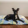 dog, canine, black_dog, white_chest, floppy_ears, lying_down, resting, bed, cushion, plaid, blanket, wooden_floor, indoor, home, portrait, pet, animal, front_view, alert, cute
