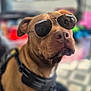 dog, brown_dog, sunglasses, aviator_sunglasses, pet, canine, animal, brown_coat, harness, outdoor, portrait, closeup, seated, looking_away, blurred_background, fashion, cool, companion, domestic_animal, cute
