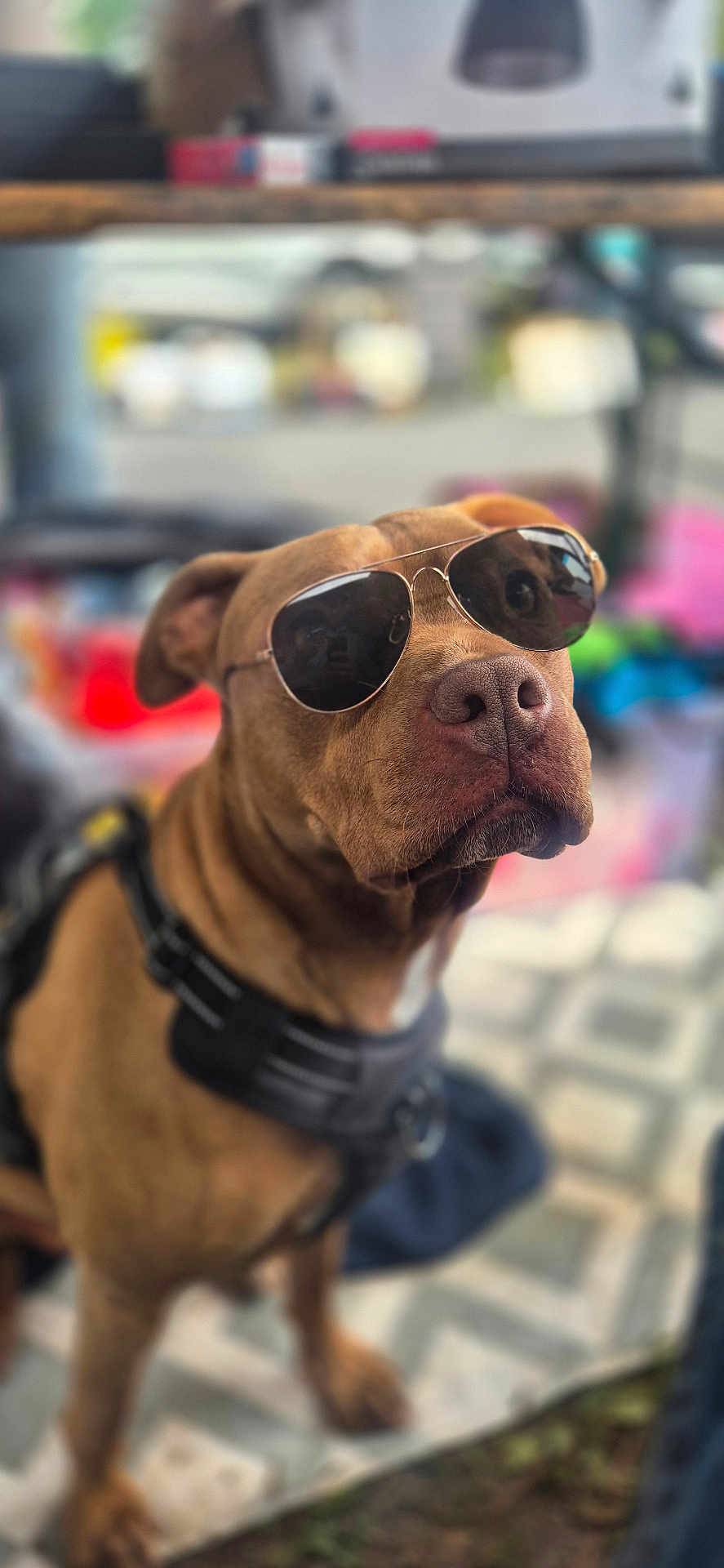Gold participe au concours pour gagner de l'argent avec cette photo : dog, brown_dog, sunglasses, aviator_sunglasses, pet, canine, animal, brown_coat, harness, outdoor, portrait, closeup, seated, looking_away, blurred_background, fashion, cool, companion, domestic_animal, cute