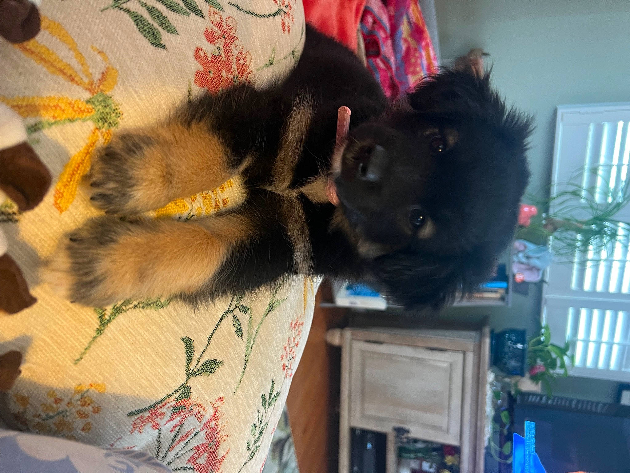 Paisley-rae joined the competition — help win amazing prizes! canidae, carnivore, companion_dog, dog_breed, fashion_accessory, fawn, felidae, fur, natural_material, room, small_to_medium_sized_cats, sporting_group, tail, whiskers