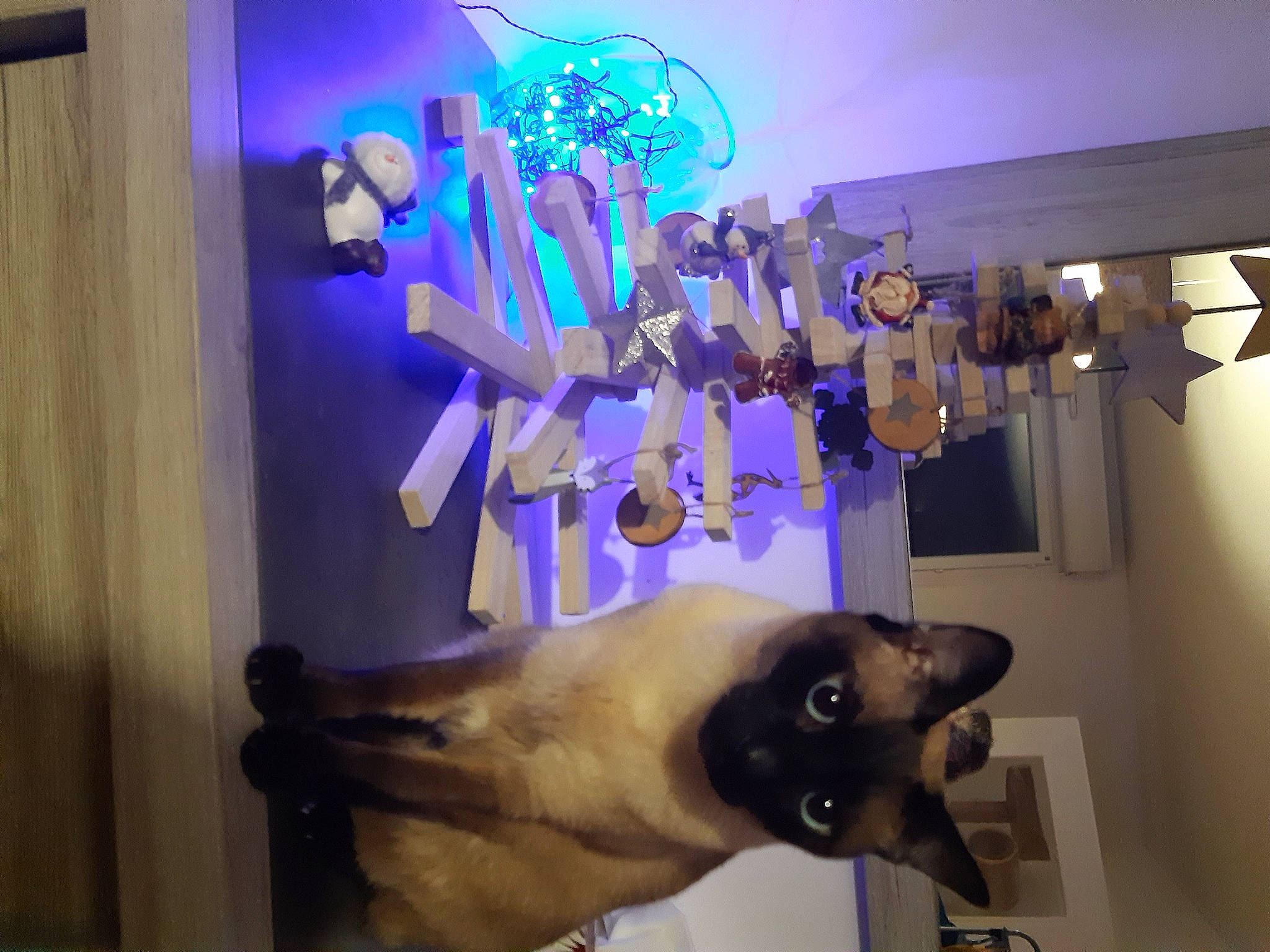 Indy participe au concours pour gagner de l'argent avec cette photo : art, carnivore, cat, ceiling, electric_blue, event, fawn, felidae, interior_design, lamp, light, lighting, magenta, plant, purple, siamese, small_to_medium_sized_cats, tree, violet, whiskers