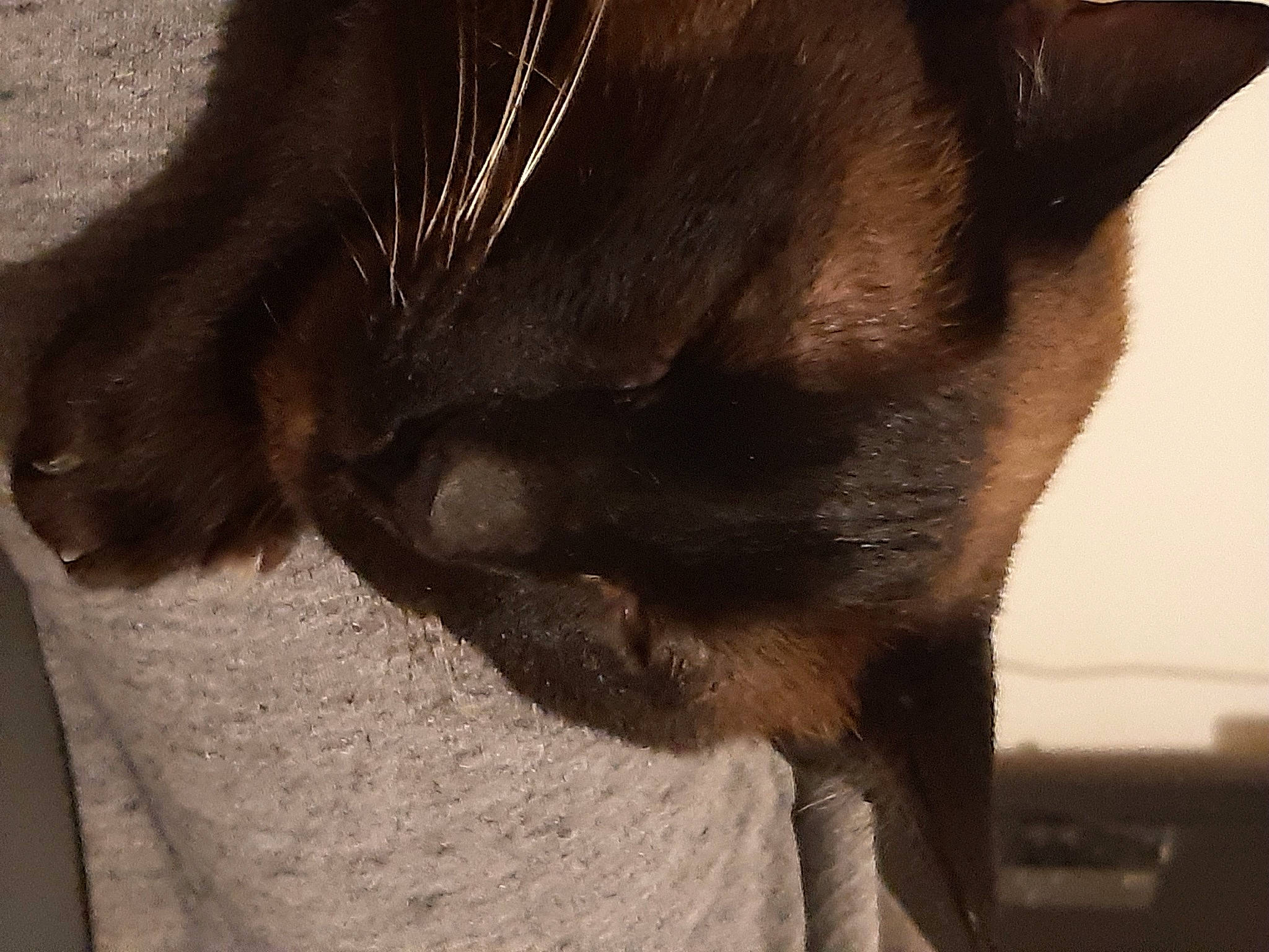 Indy a rejoint le concours — aidez-le/la à gagner de superbes lots ! canidae, carnivore, cat, claw, dog_breed, domestic_short_haired_cat, eye, fawn, felidae, fur, head, iris, liver, paw, small_to_medium_sized_cats, snout, tail, terrestrial_animal, whiskers, wildlife