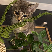 Bob joined the competition — help win amazing prizes! background, cat, collar, curious, domestic_animal, ears, eyes, feline, fur, greenery, indoor, kitten, leaf, pet, plant, pot, table, whiskers, wooden, young_animal