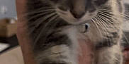 Bob is registered to the contest to win money with this photo: animal, being_held, blur, cat, close_up, curious, cute, domestic_animal, eyes, feline, fur, gray, hand, indoor, kitten, pet, portrait, whiskers, white, young_animal