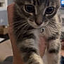 animal, being_held, blur, cat, close_up, curious, cute, domestic_animal, eyes, feline, fur, gray, hand, indoor, kitten, pet, portrait, whiskers, white, young_animal