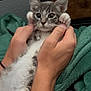Bob is registered to the contest to win money with this photo: animal, blanket, cat, closeup, collar, cute, domestic_animal, feline, furry, gray, hands, indoor, kitten, mammal, paws, pet, playful, resting, white, young