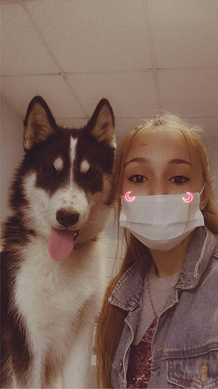 Daniella a rejoint le concours — aidez-le/la à gagner de superbes lots ! alaskan_malamute, canadian_eskimo_dog, canidae, carnivore, dog, dog_breed, east_siberian_laika, eye, head, mammal, miniature_siberian_husky, nose, person, sakhalin_husky, seppala_siberian_sleddog, siberian_husky, sled_dog, snout, vertebrate, west_siberian_laika