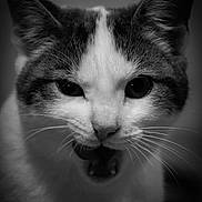 Angel joined the competition — help win amazing prizes! cat, close_up, black_and_white, animal, whiskers, fur, pet, mouth_open, portrait, feline, indoor, cute, expression, eyes, ears, nose, face, mammal, domestic_animal, soft_light