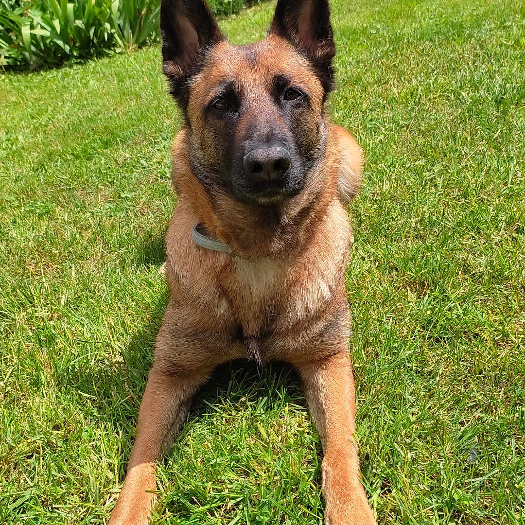Lin participe au concours pour gagner de l'argent avec cette photo : animal, backyard, canine, dog, field, germanshepherd, grass, grassland, green, lawn, nature, outdoors, pet, plant, policedog, puppy, tree, yard