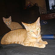 Popper And Cracker joined the competition — help win amazing prizes! animal, bed, black_and_white, cat, dark_room, domestic_cat, feline, flashlight, furniture, glowing_eyes, indoor, kitten, lying_down, night, orange_tabby, pet, phone, striped, television, two_cats