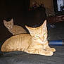 animal, bed, black_and_white, cat, dark_room, domestic_cat, feline, flashlight, furniture, glowing_eyes, indoor, kitten, lying_down, night, orange_tabby, pet, phone, striped, television, two_cats