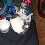 Pressy is registered to the contest to win money with this photo: cat, animal, pet, white, gray, fur, desk, cup, pen_holder, pens, flower_decoration, tool, blue_gadget, wood, clutter, indoor, resting, looking, feline, close_up