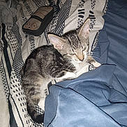 Pressy is registered to the contest to win money with this photo: kitten, cat, sleepy, blanket, striped, patterned, fabric, blue, white, paw, fur, pet, indoor, resting, cozy, animal, young_cat, closeup, relaxing, bed